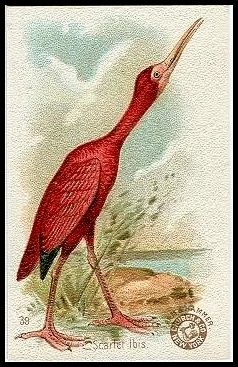 39 Scarlet Ibis